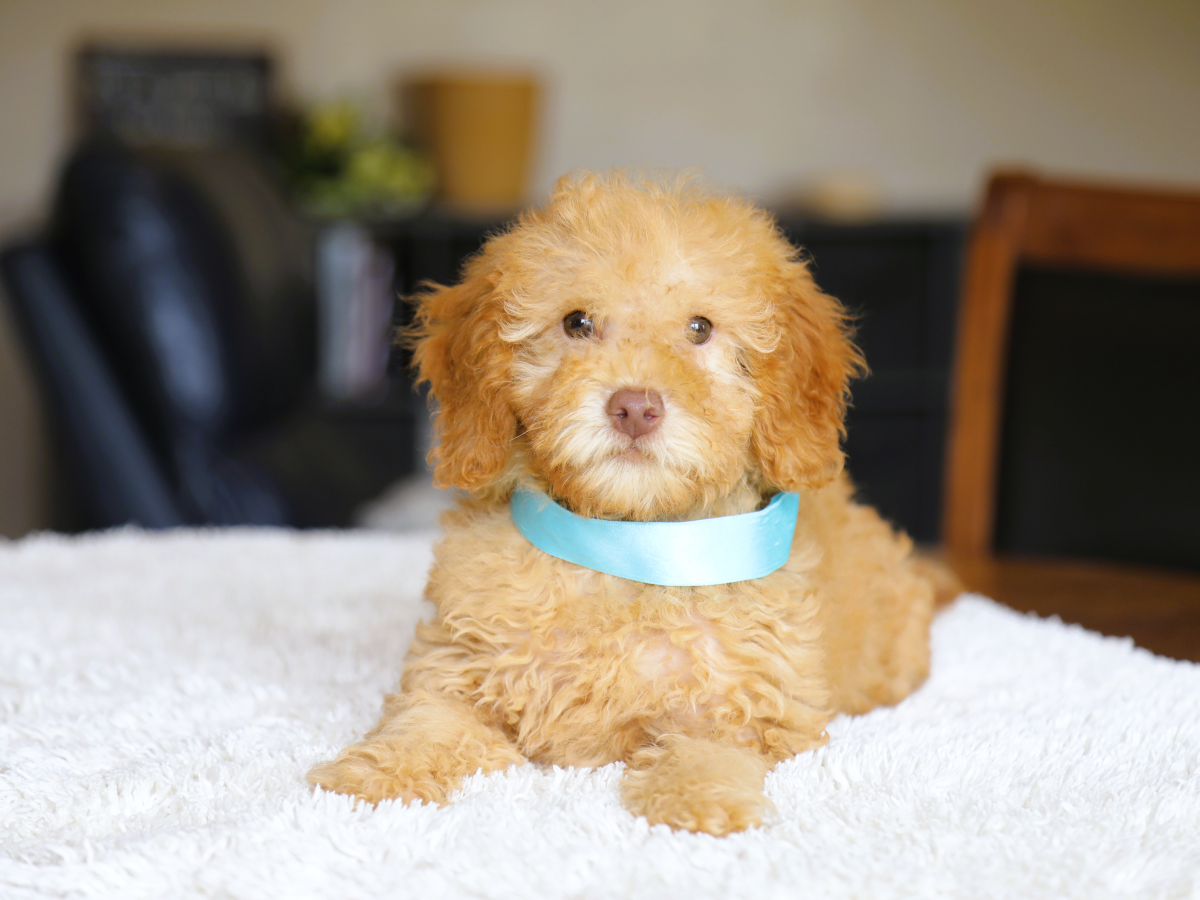  Tucker • click to meet
