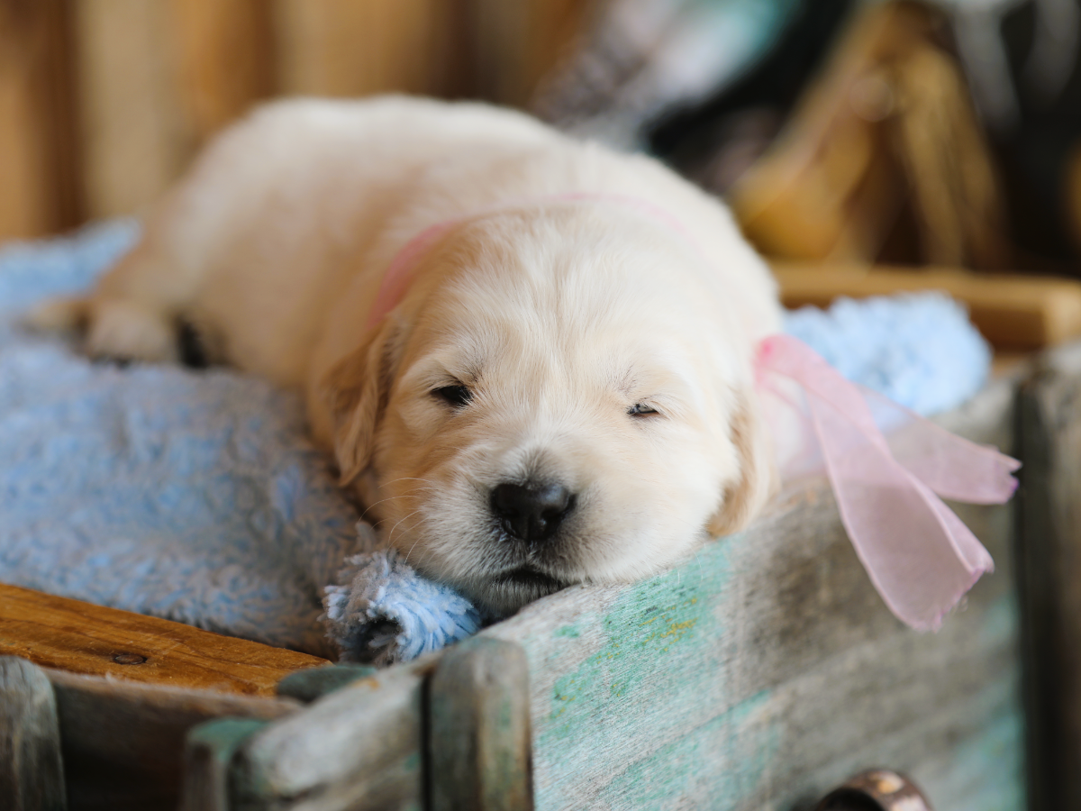 Marshmallow • click to meet