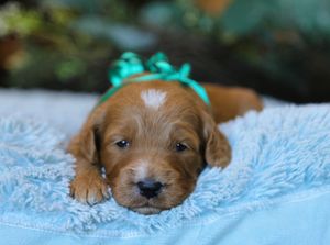 Blake • click to meet