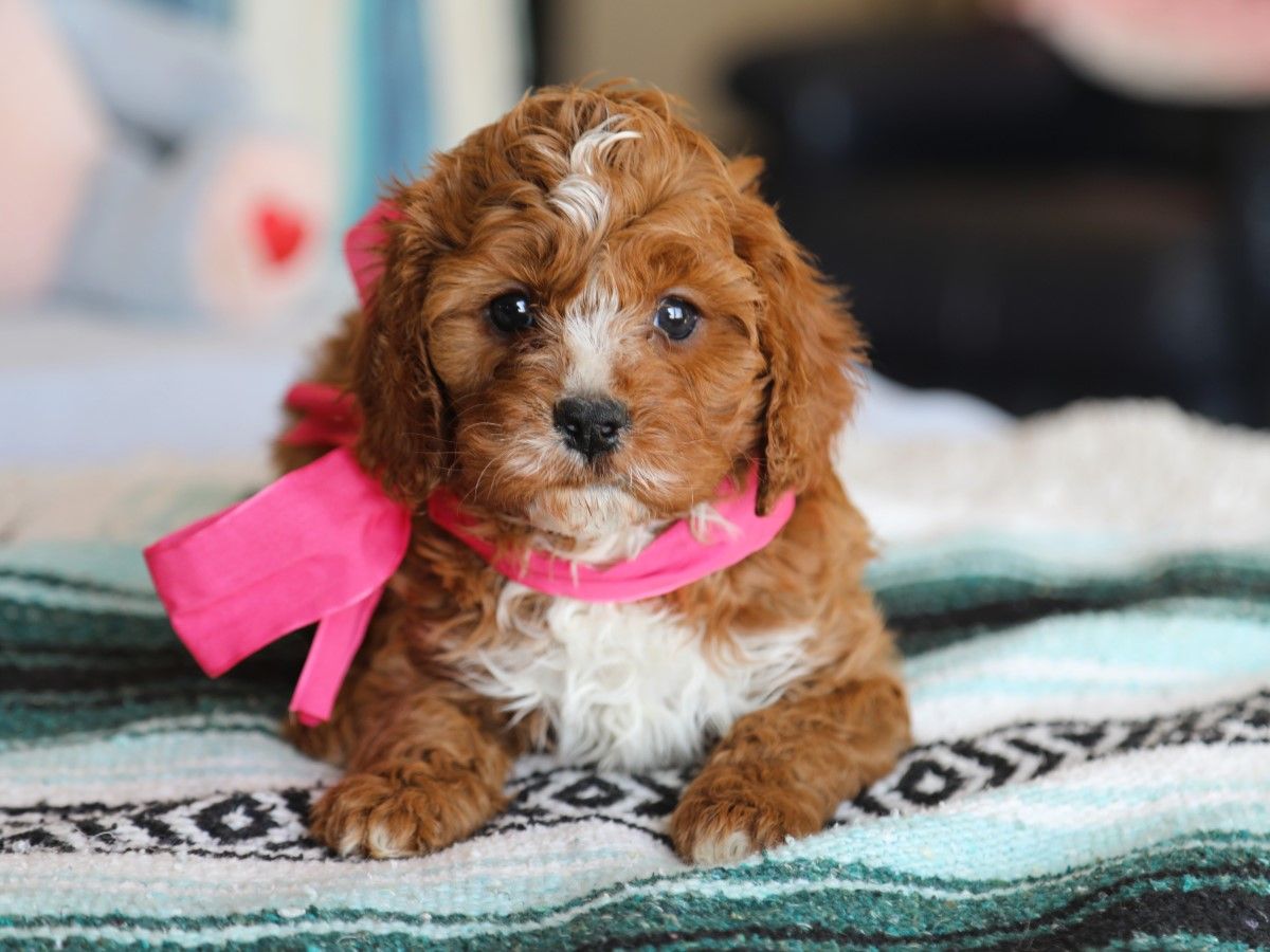 Zoey (1).JPG