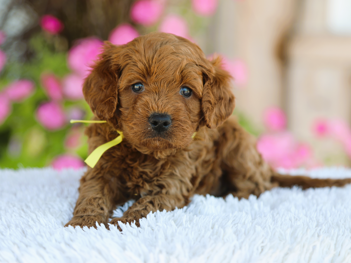 Hudson • click to meet