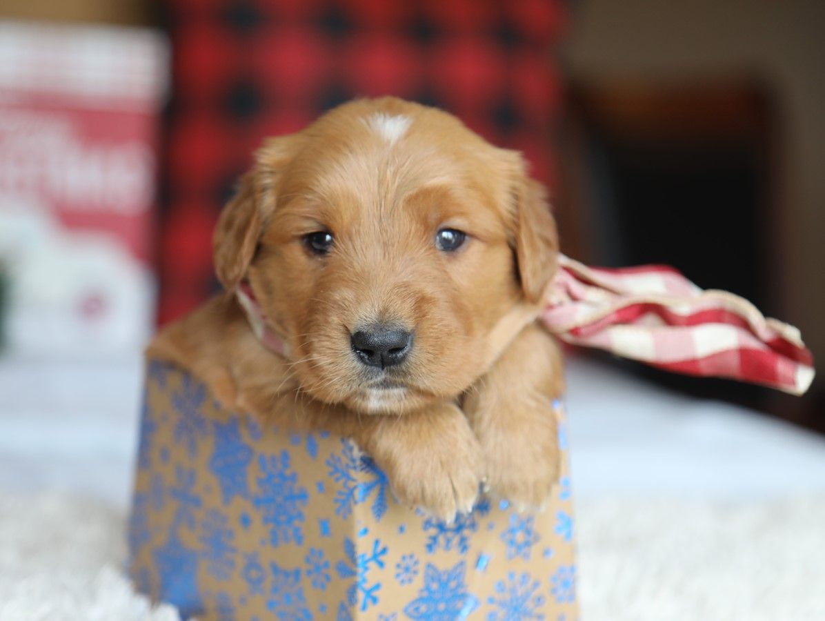 Everest - Click to meet