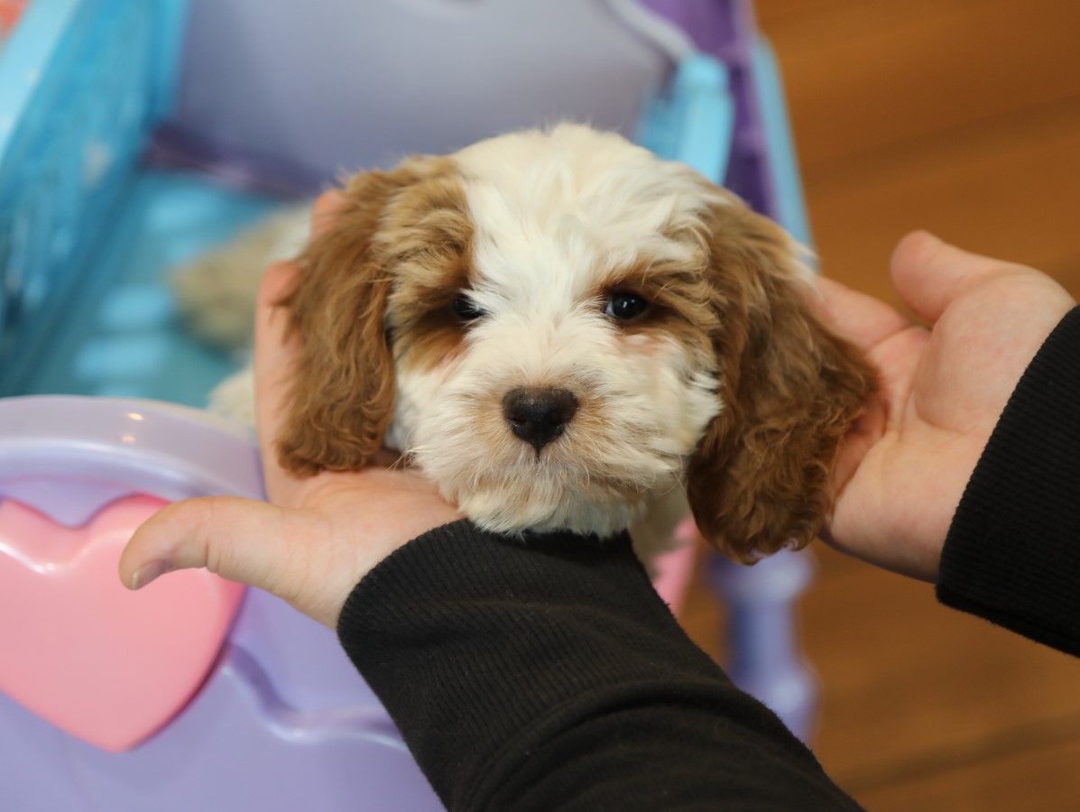  Robert - click to meet