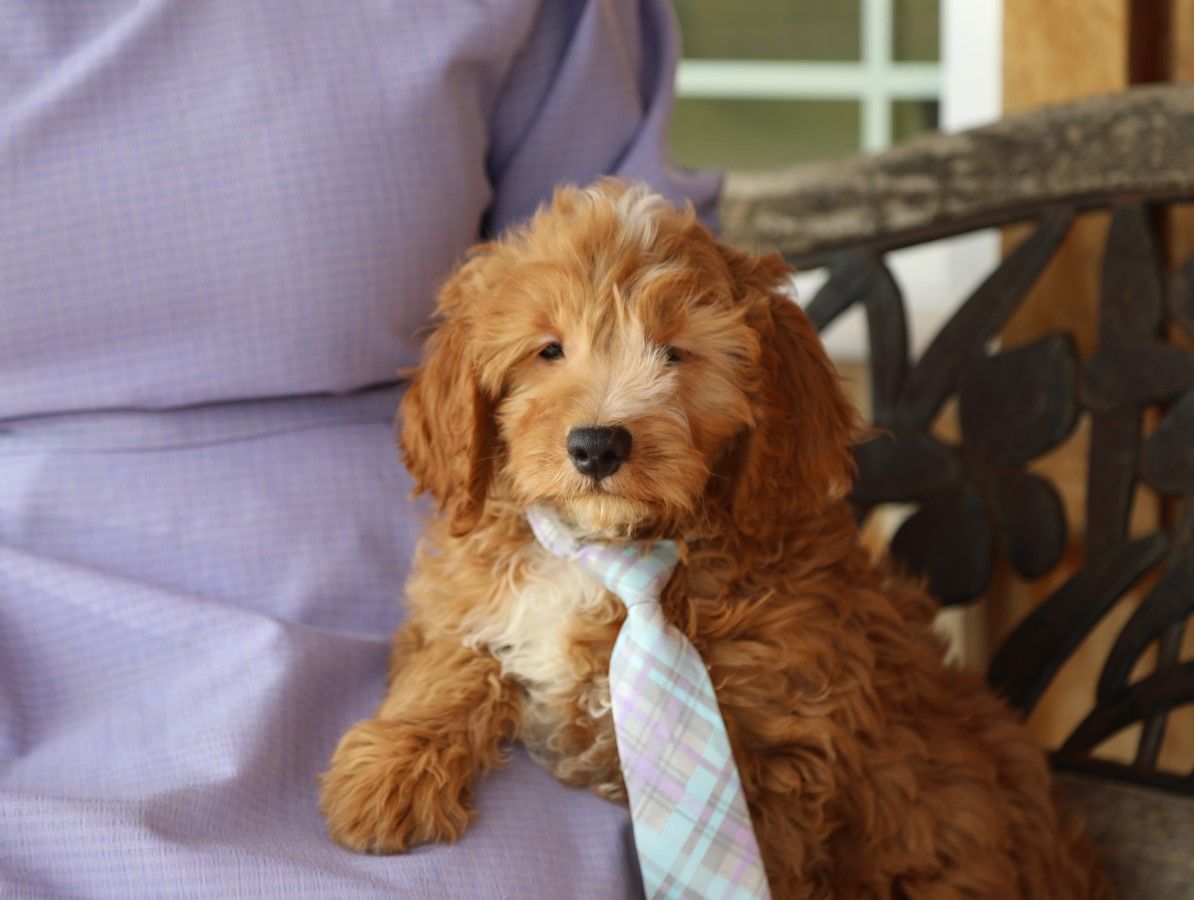  Timmy - Click to meet