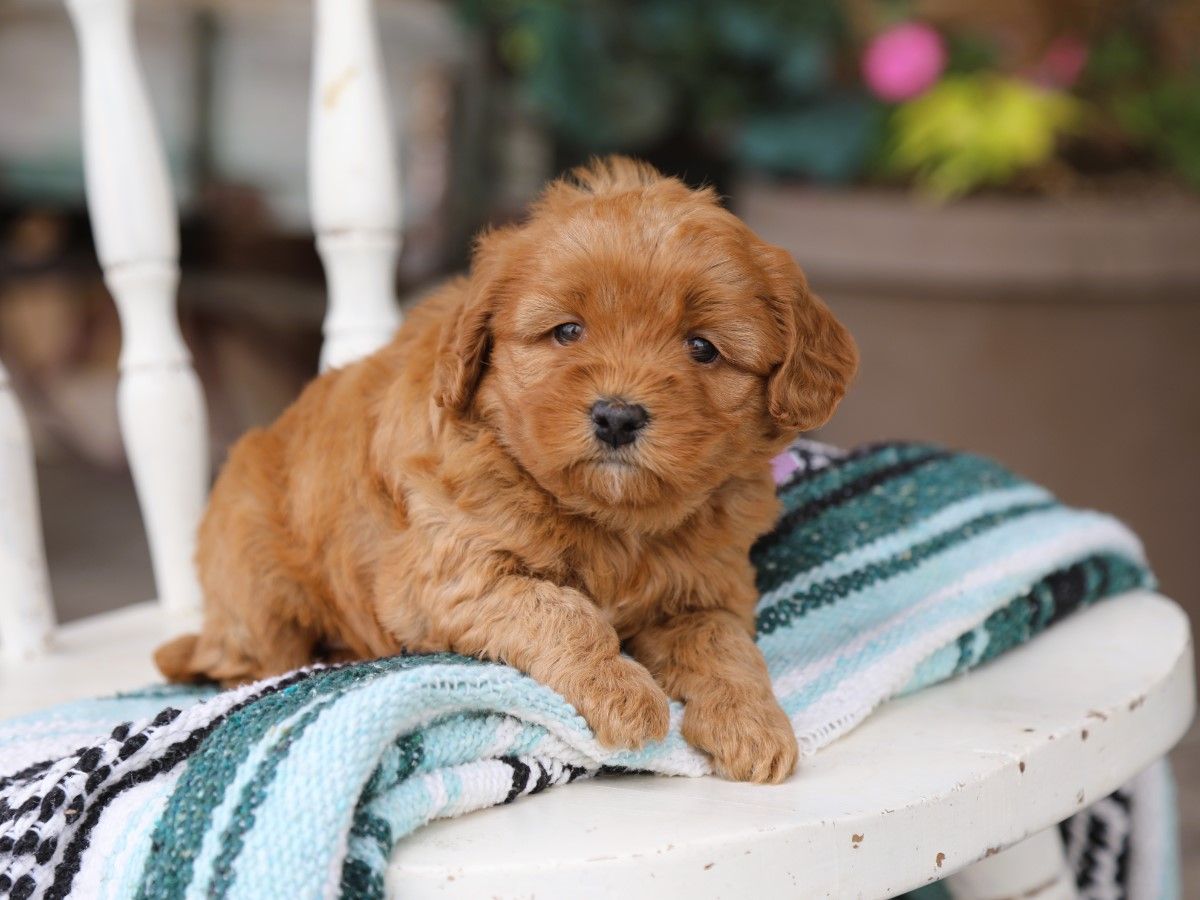 Winnie • click to meet