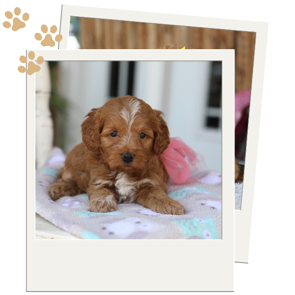 Goldendoodle Puppies - Image 2.png