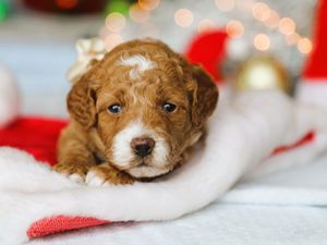 Koko • click to meet