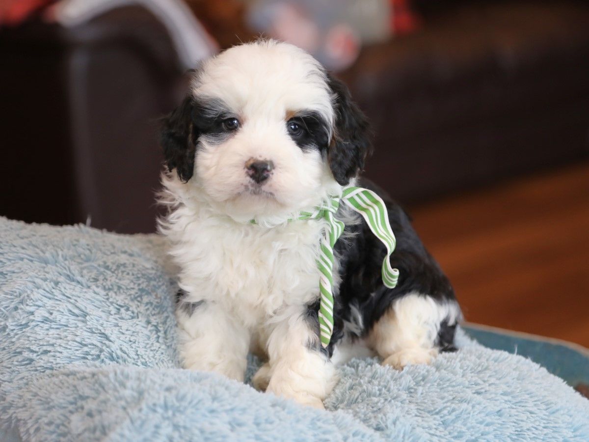 Palmer - click to meet