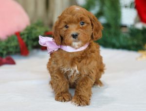 Cutie • click to meet