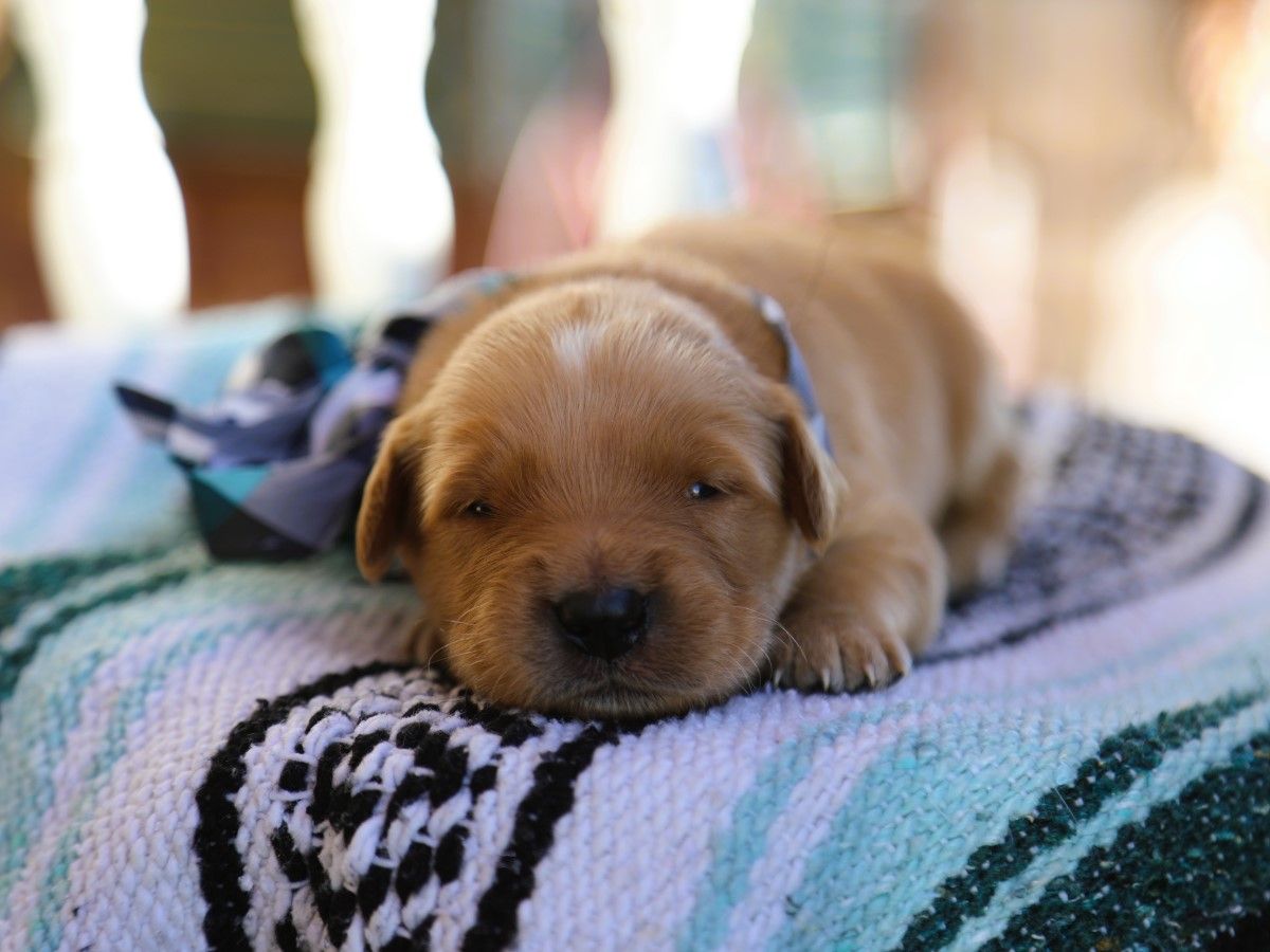  Dominik • Click to meet