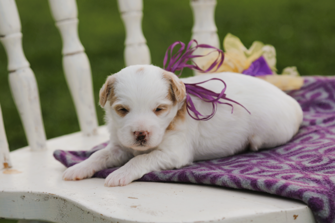 Twinkie  • click to meet