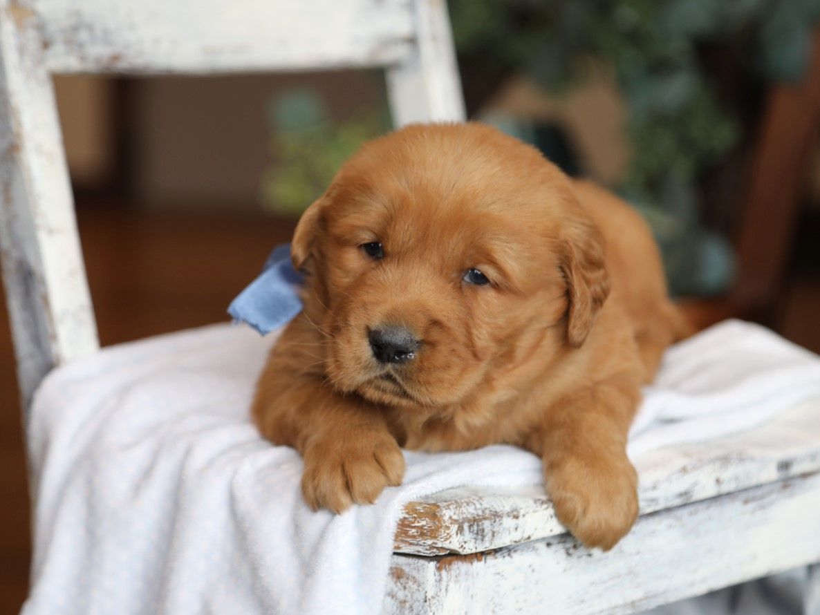 toby (1).JPG
