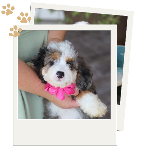 Mini Bernedoodle Puppies - Image 2.png