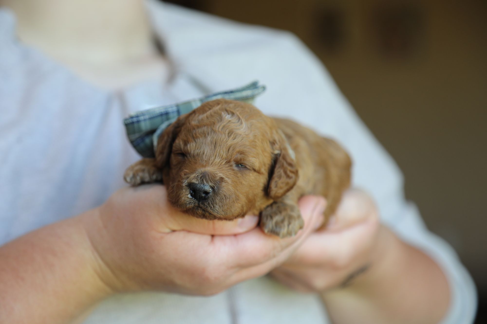 Hershey (4).JPG