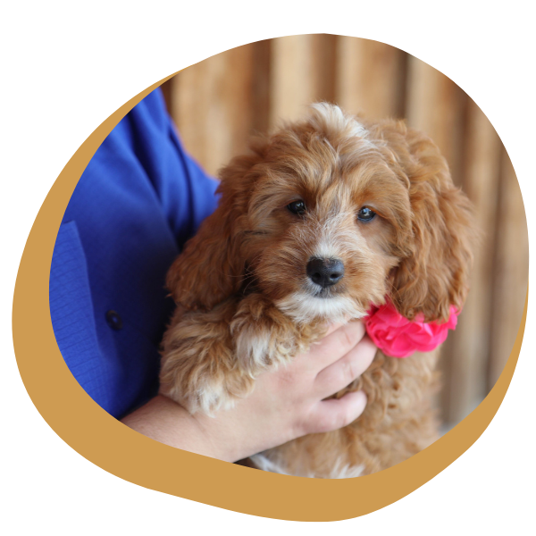 Goldendoodle Puppies for Sale - Image 4.png