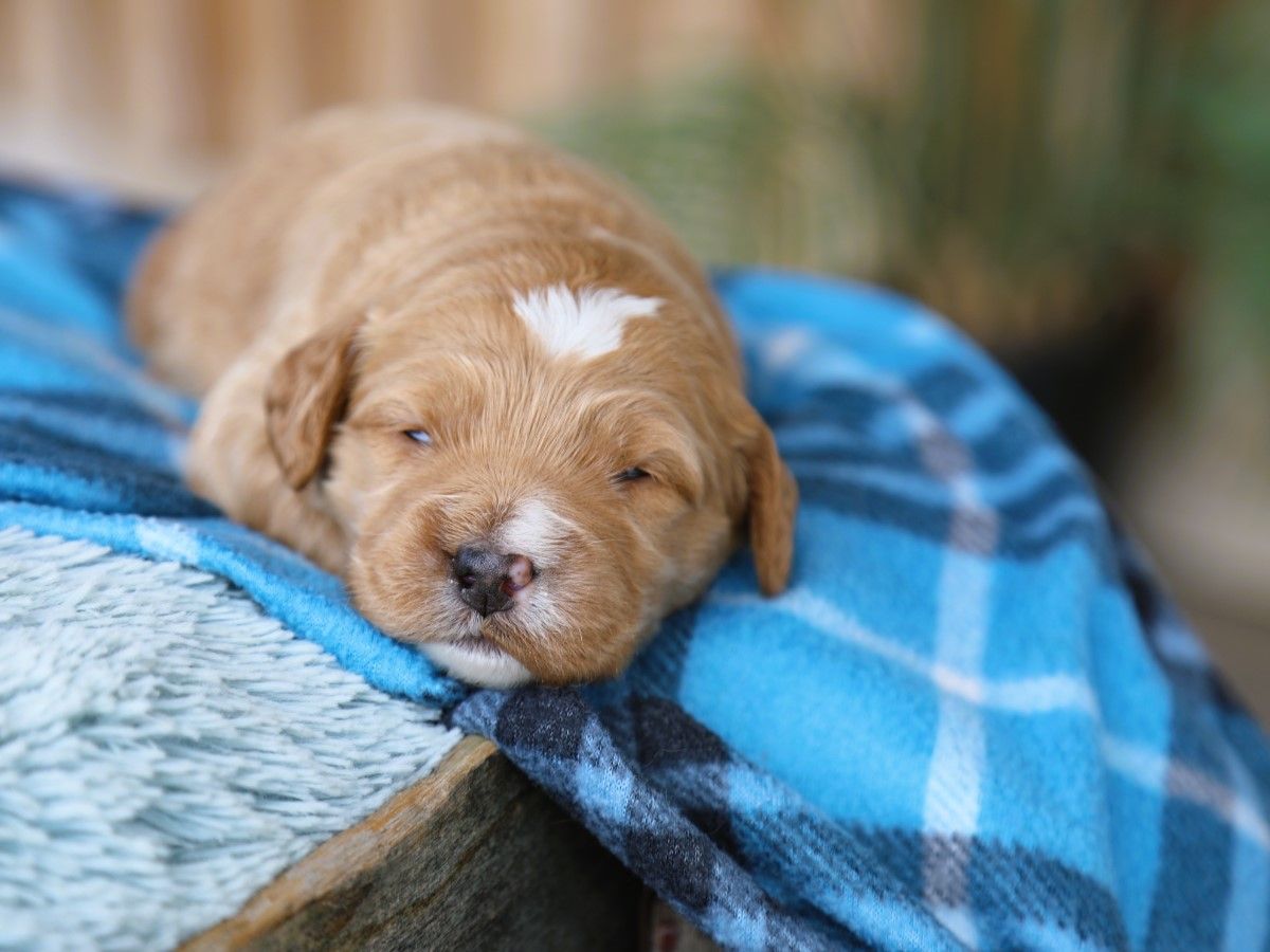 Teddy • click to meet
