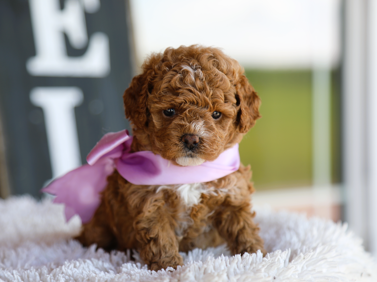 Tilly (4).png