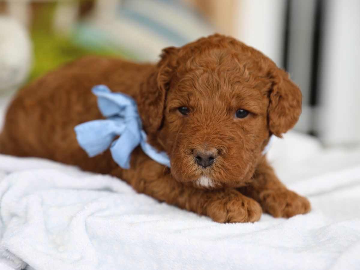 Bentley (2).JPG