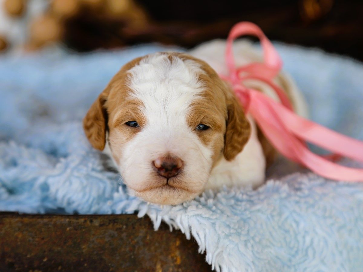 Dolly • click to meet