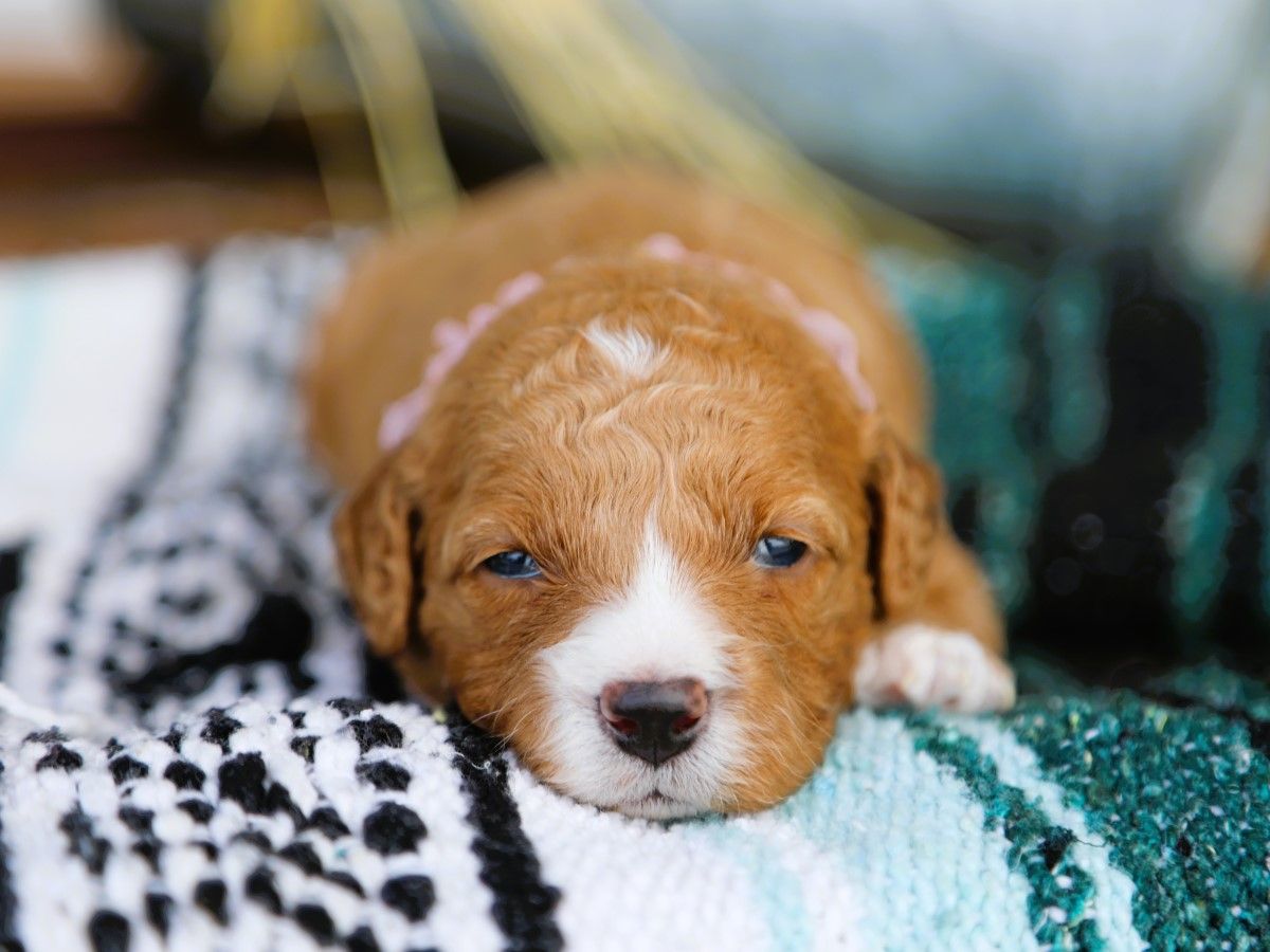 brinley (2).JPG