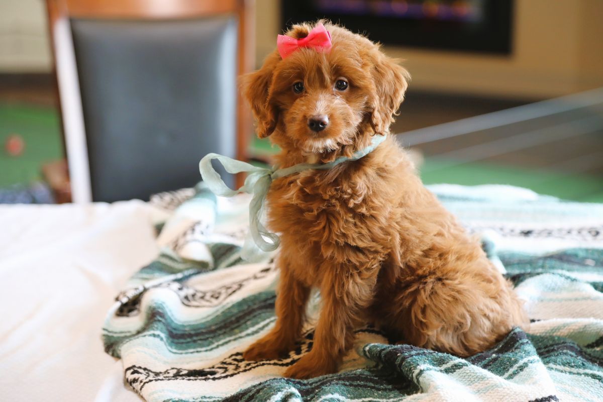  Suki • click to meet