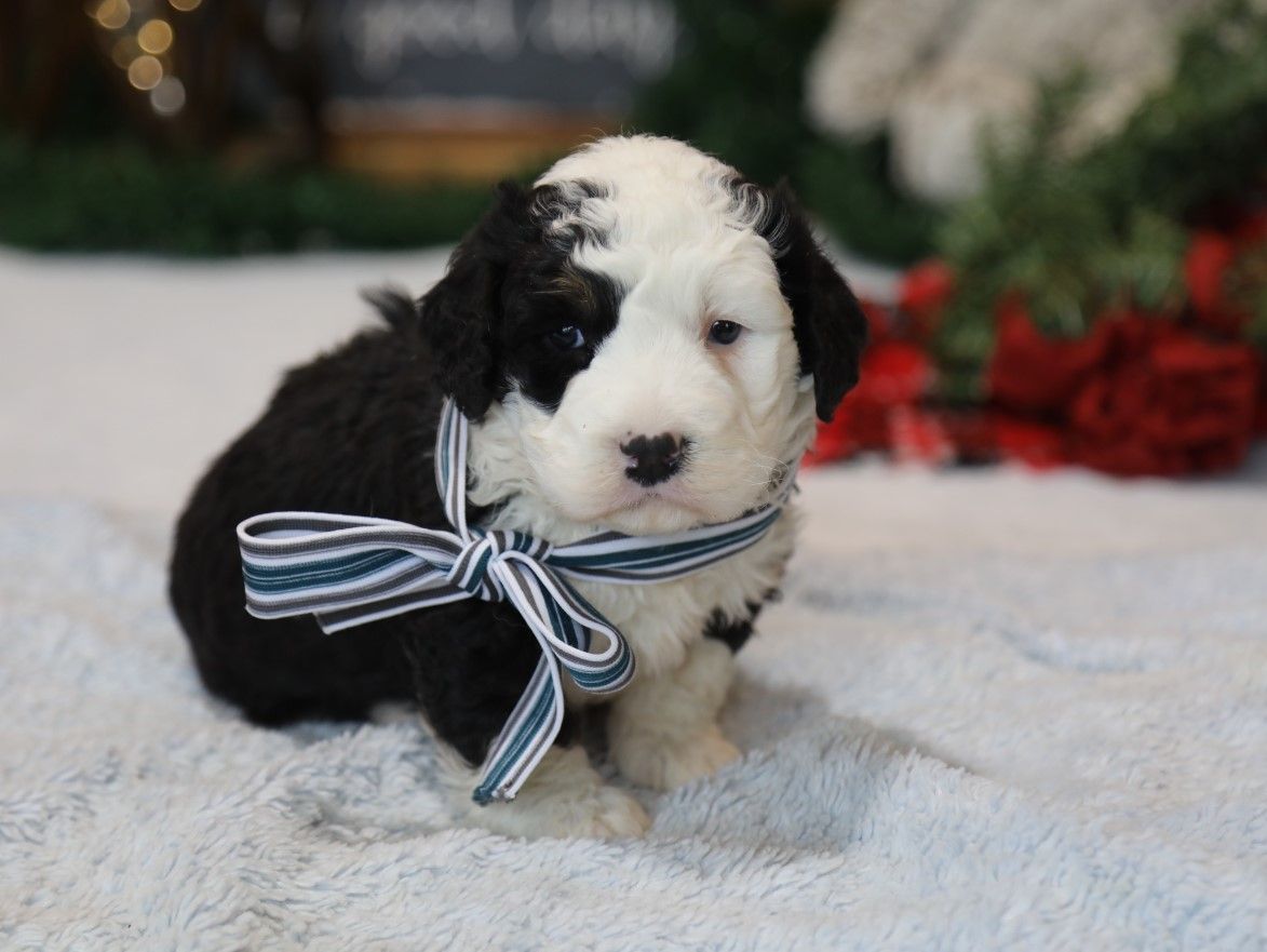  Wisdom - click to meet