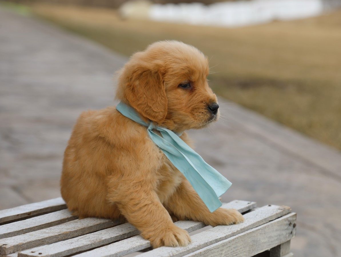 cooper (4).JPG