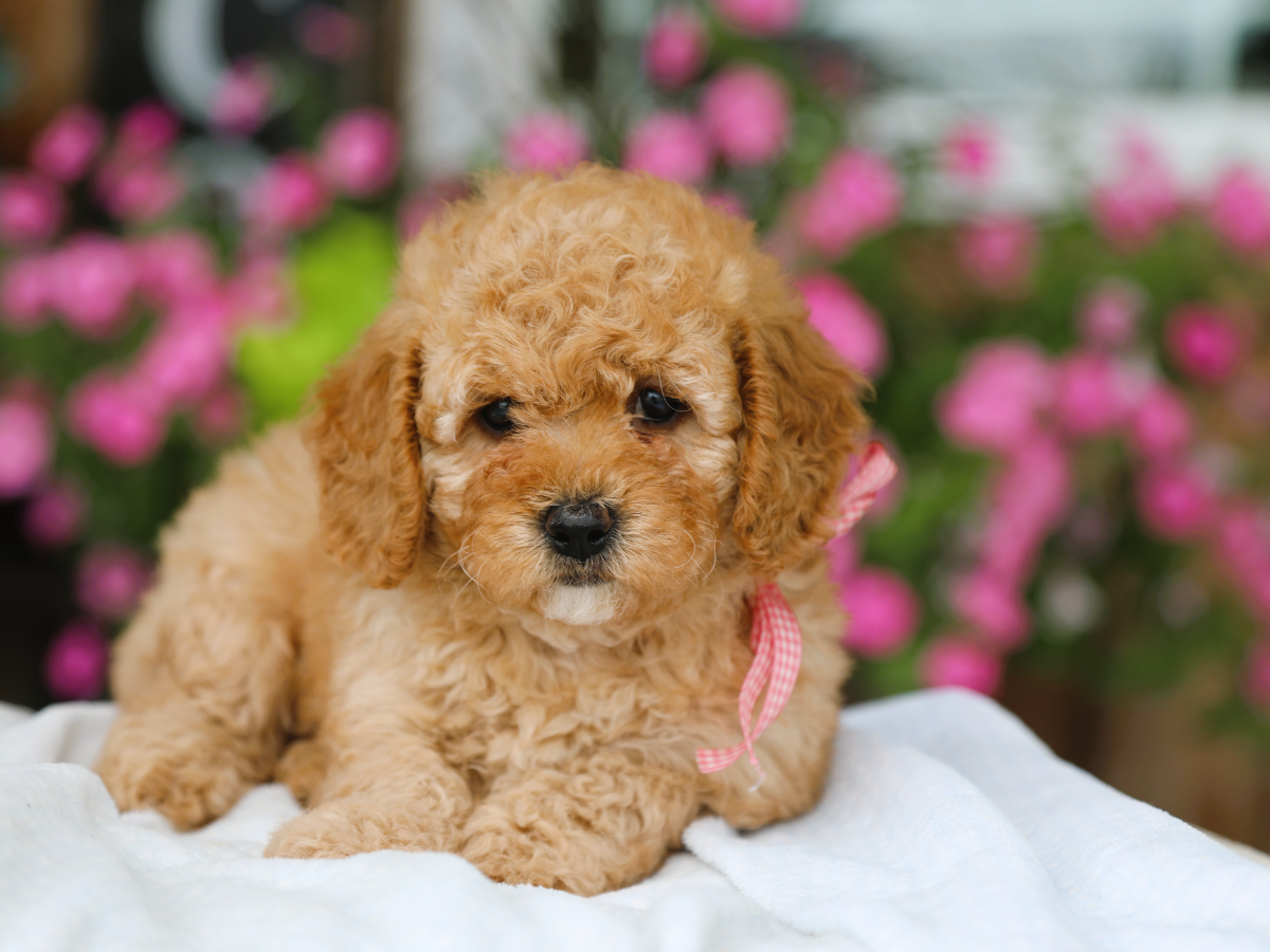 Flossie • click to meet