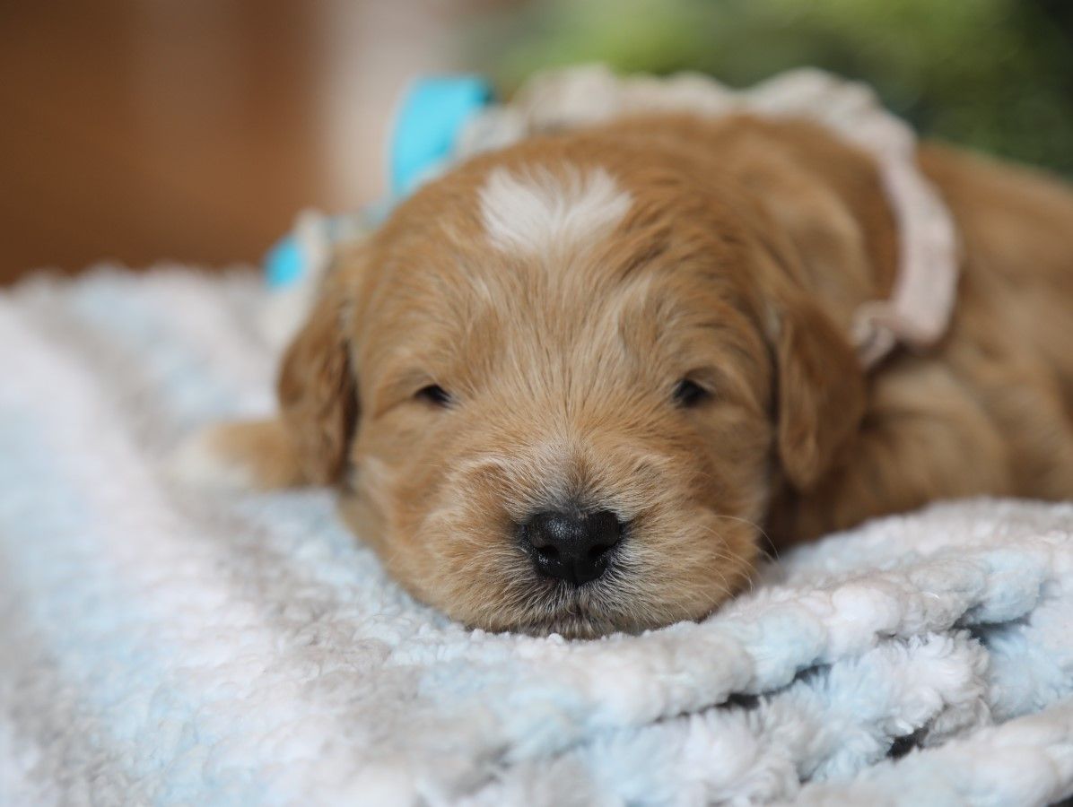 Blitz - click to meet
