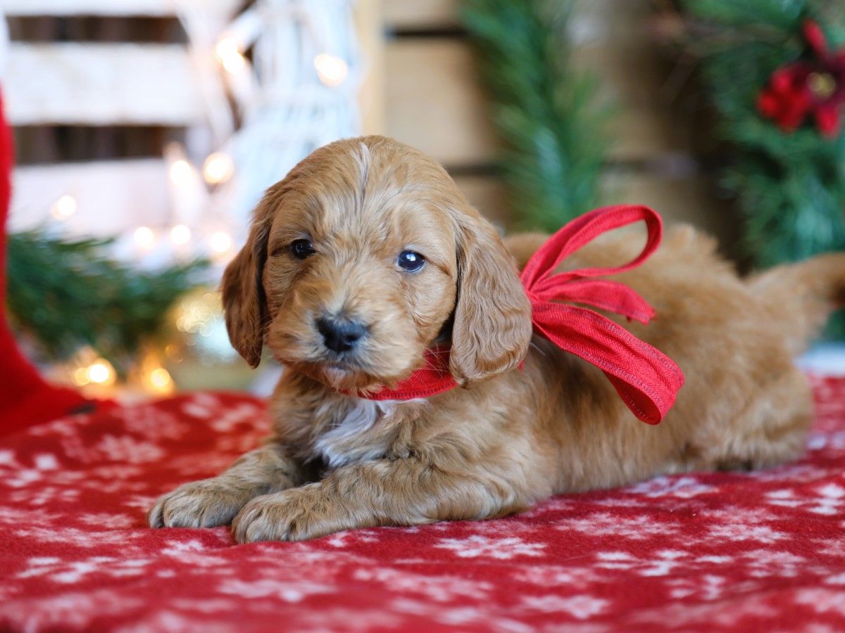 Ava • click to meet