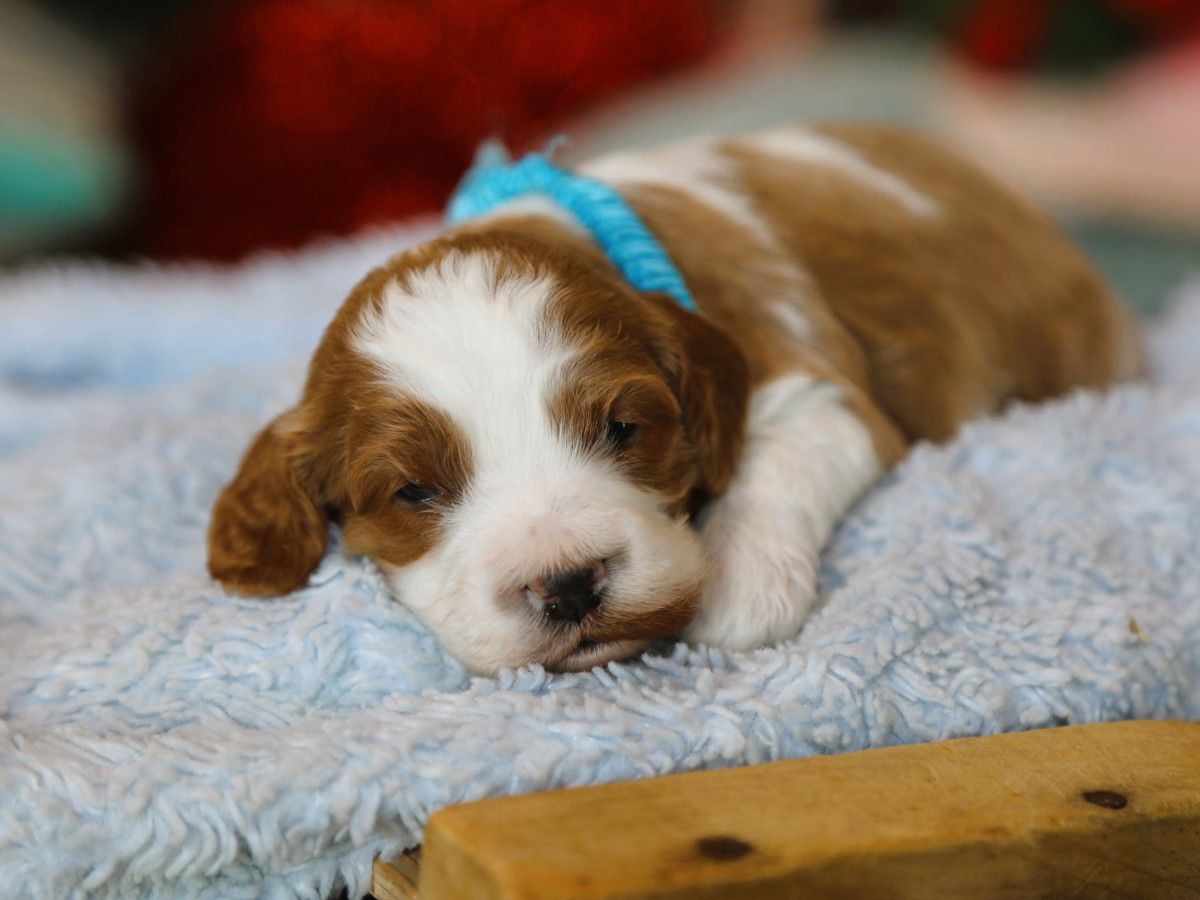 Tucker (3).JPG