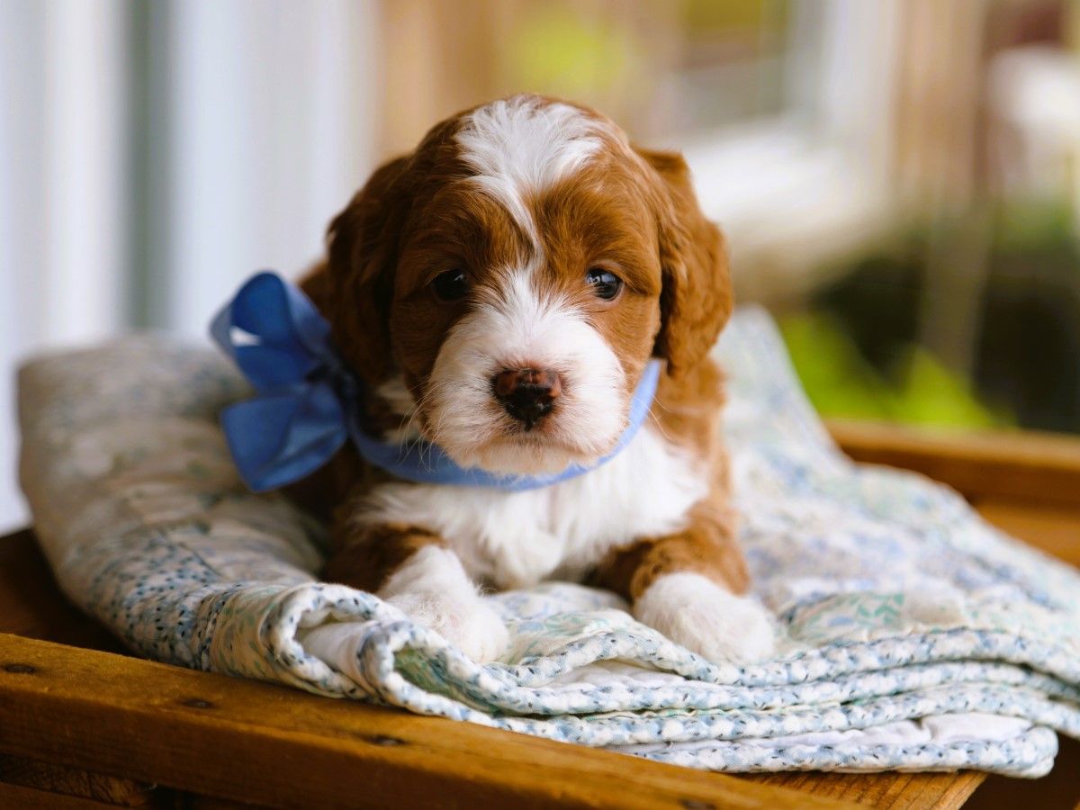 toffee (2).JPG
