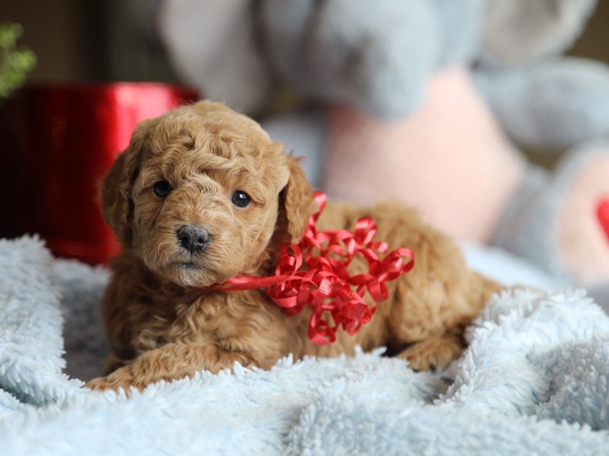 Brooke • click to meet