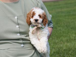 Oliver • click to meet