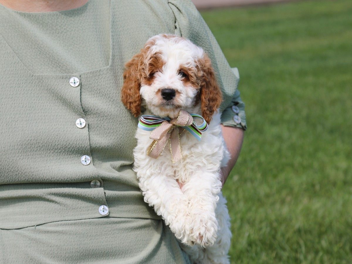 Oliver • click to meet