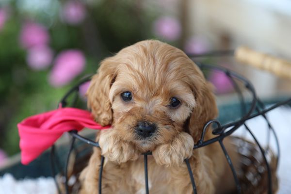 Orange, California ALEXIS • HOMED