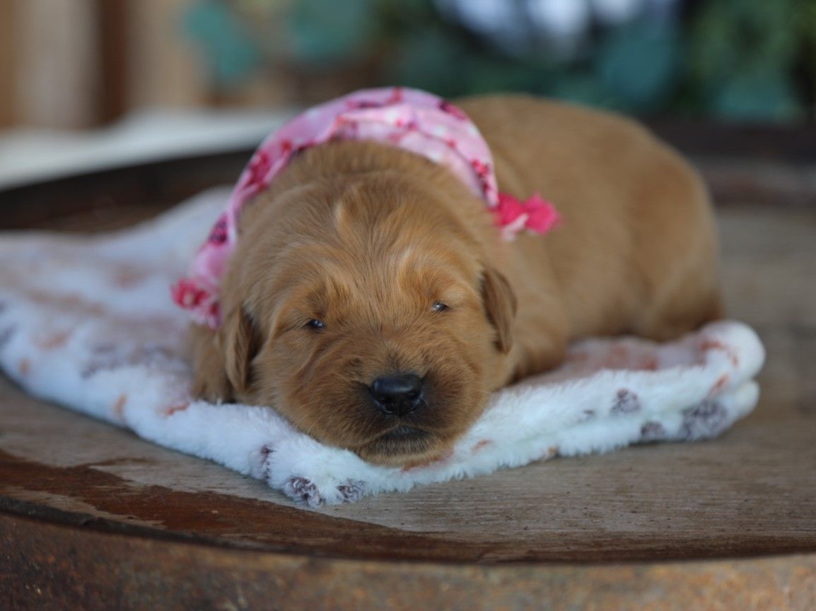 Hazel • Click to meet