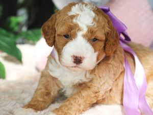 Violet • click to meet