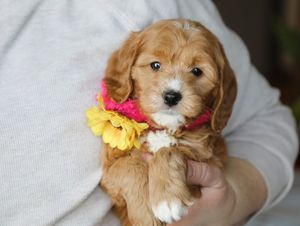 Jemima • click to meet