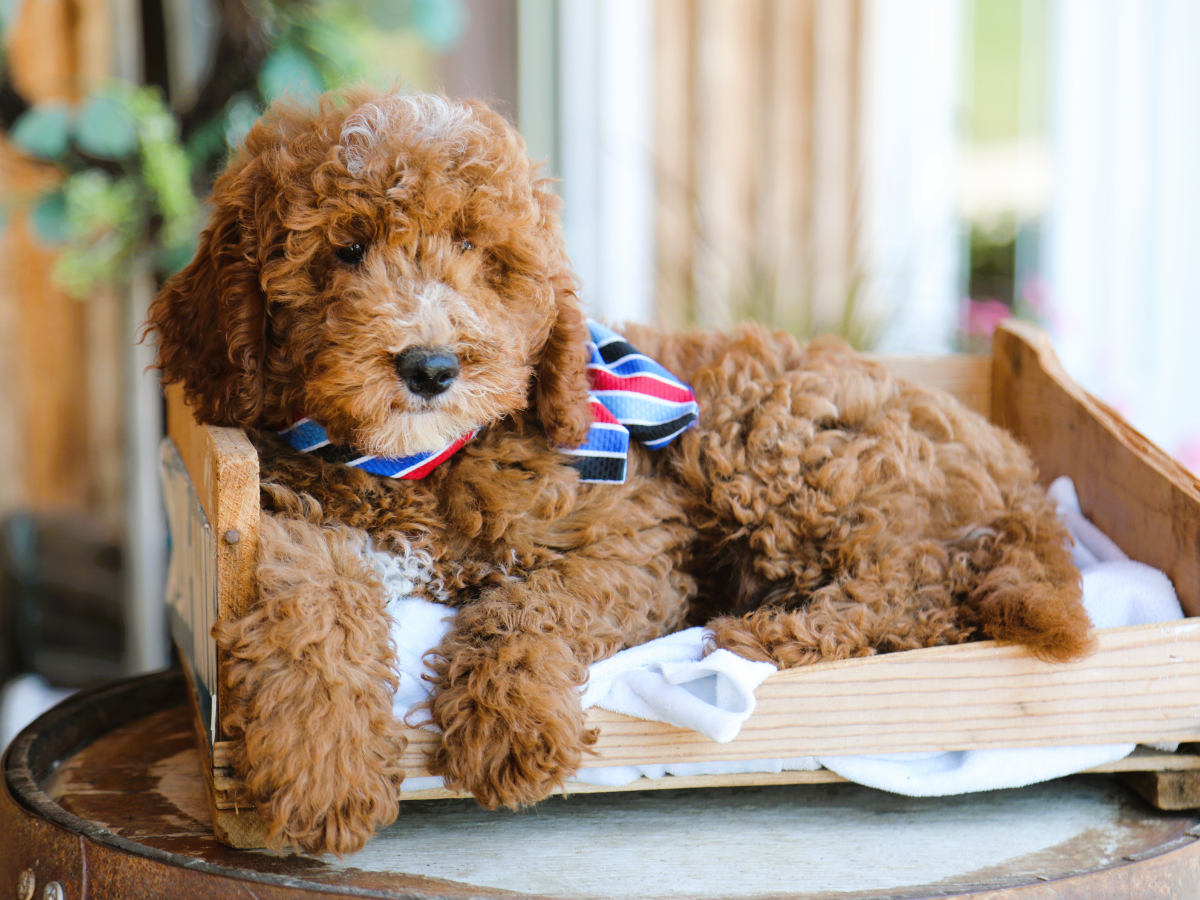  Barnie • click to meet