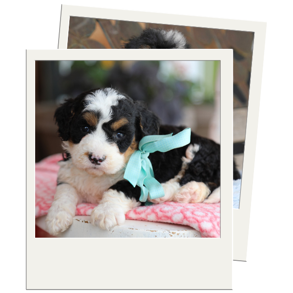 Bernedoodle Puppies - Image 2.png