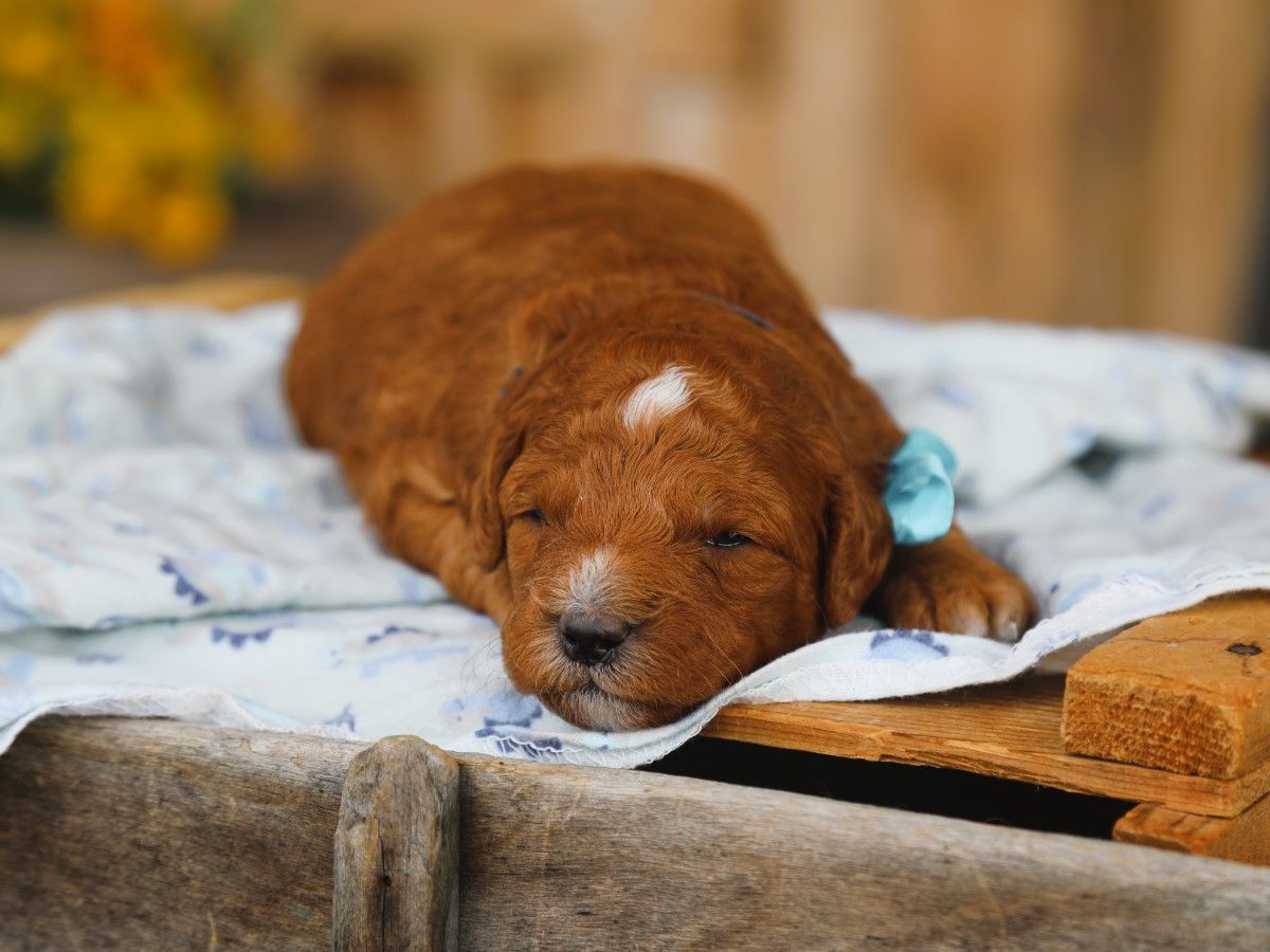 Fudge (4).JPG