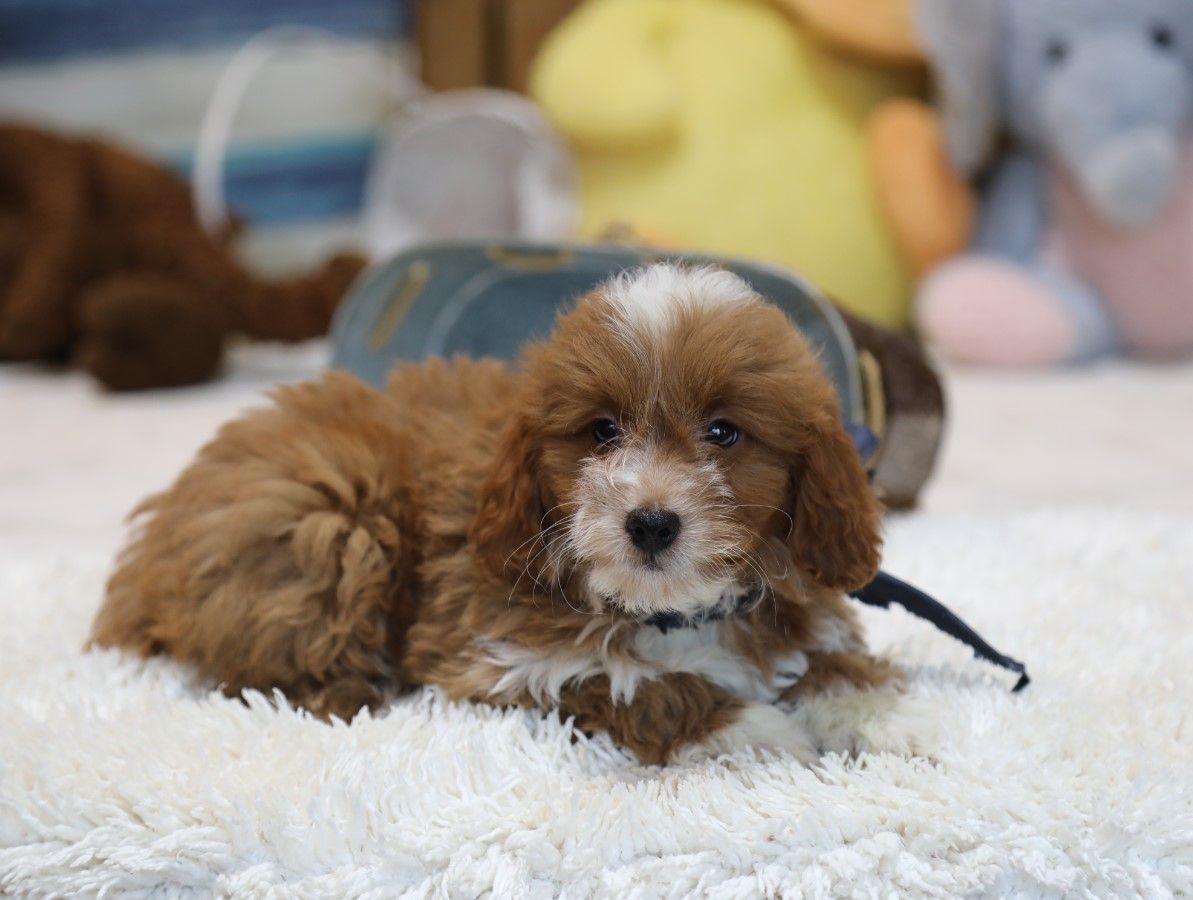  Tucker - click to meet