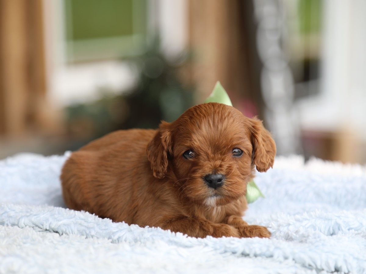 Charlie (4).JPG