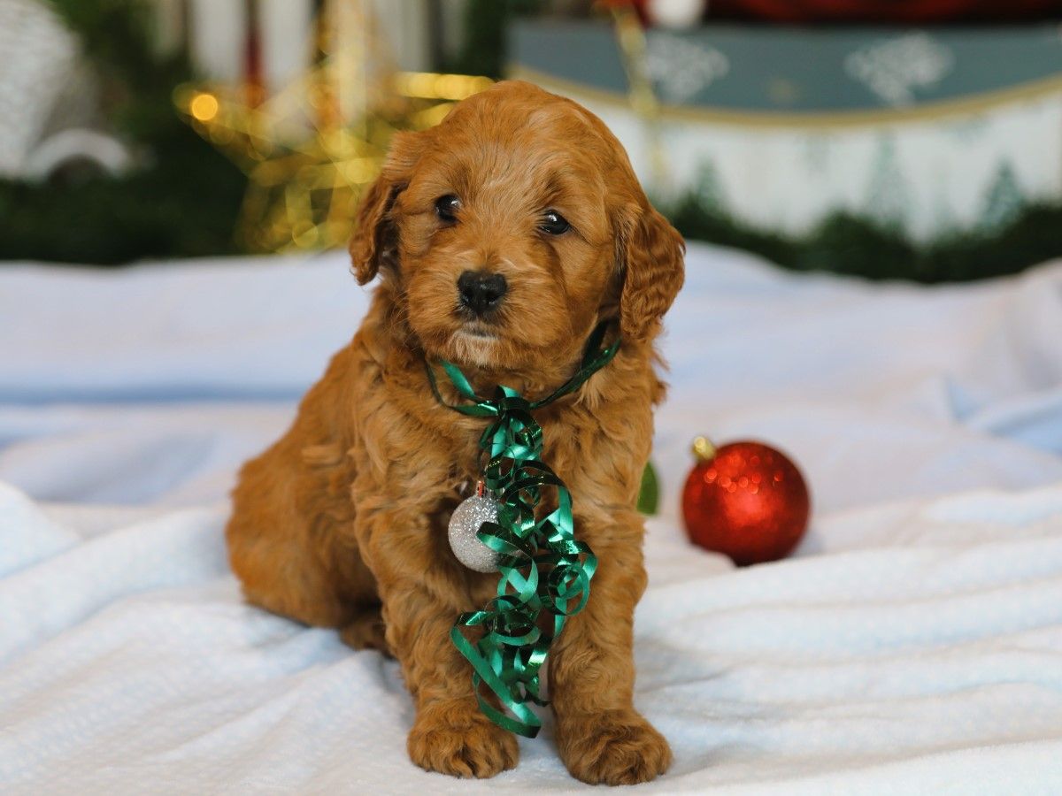  Donner • click to meet