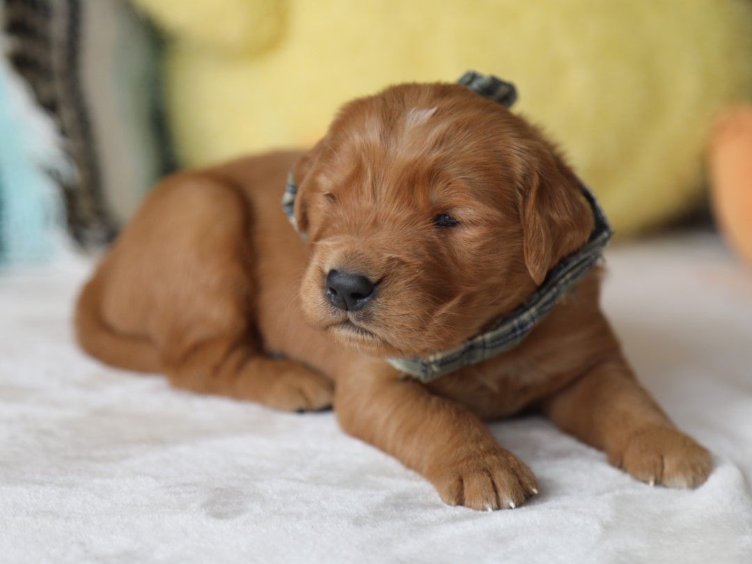 Hudson - Click to meet