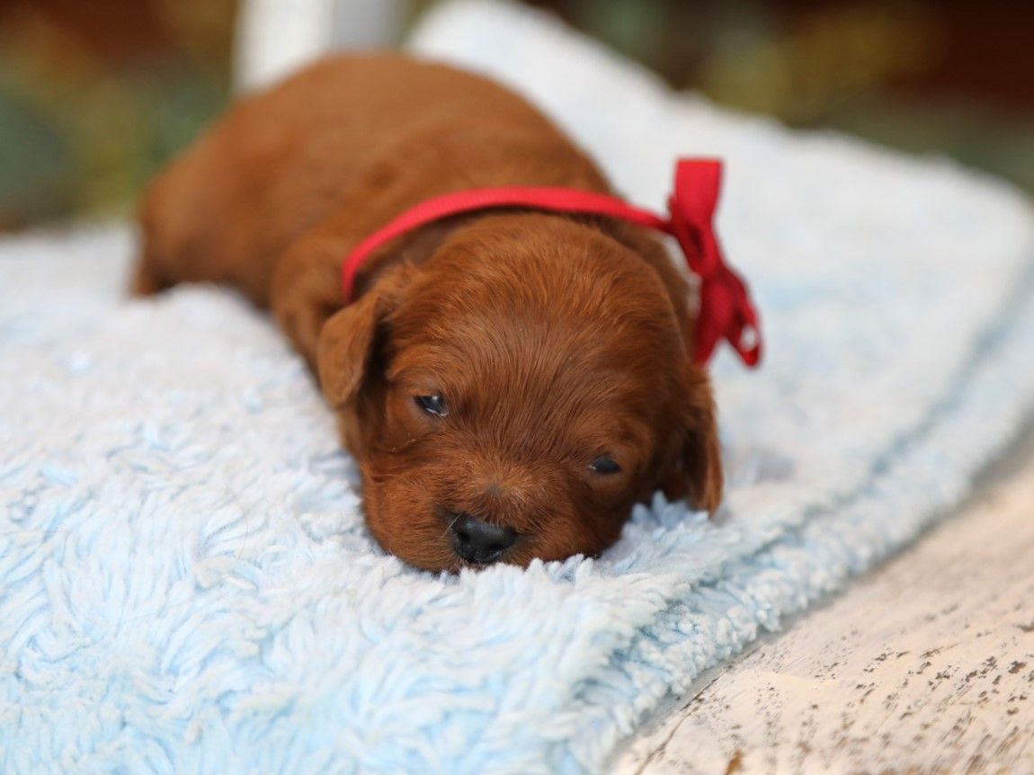 Indy (3).JPG