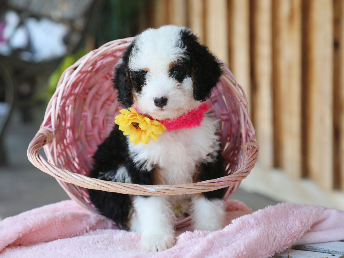 Lacey • Click to Meet