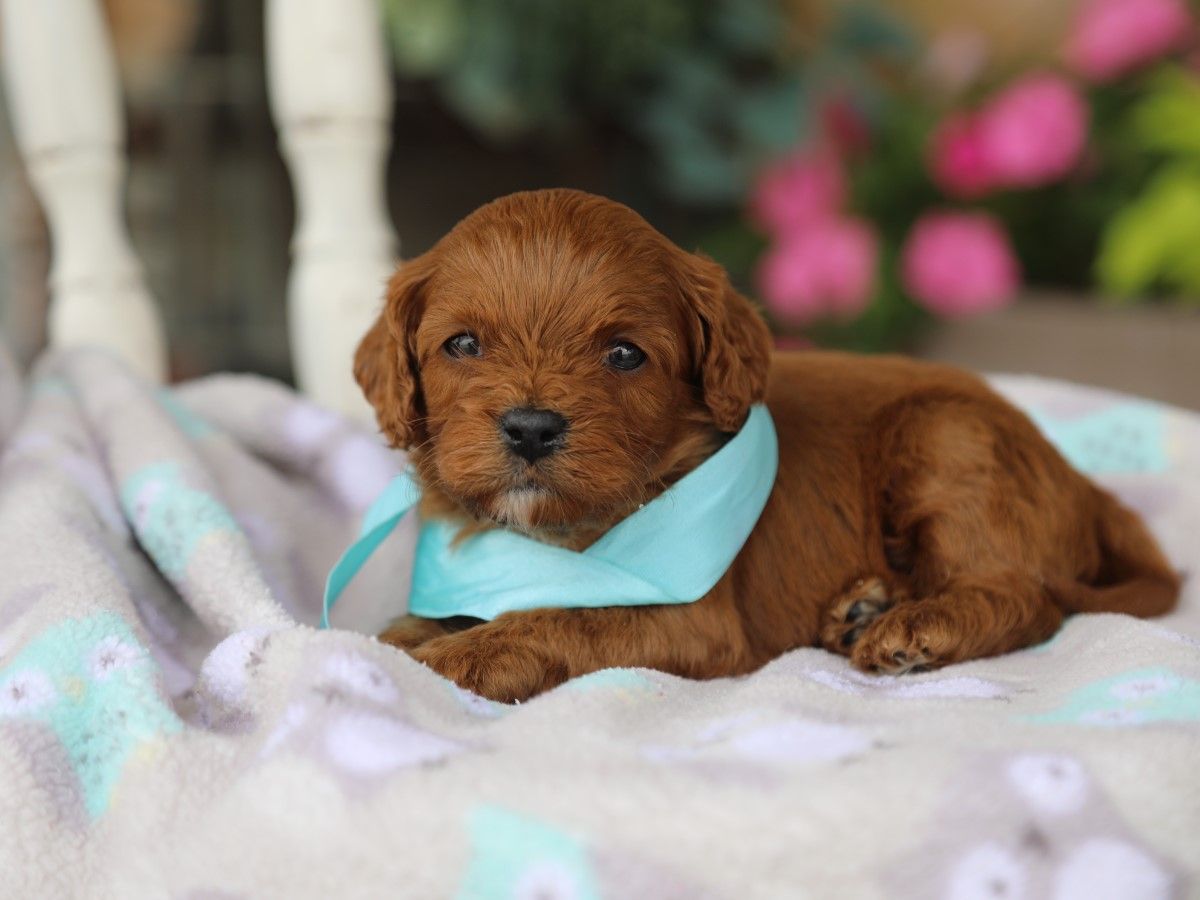 Charlie (2).JPG