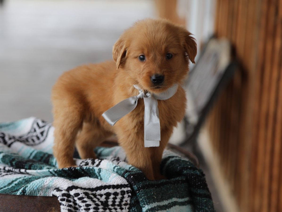 Booker (4).JPG